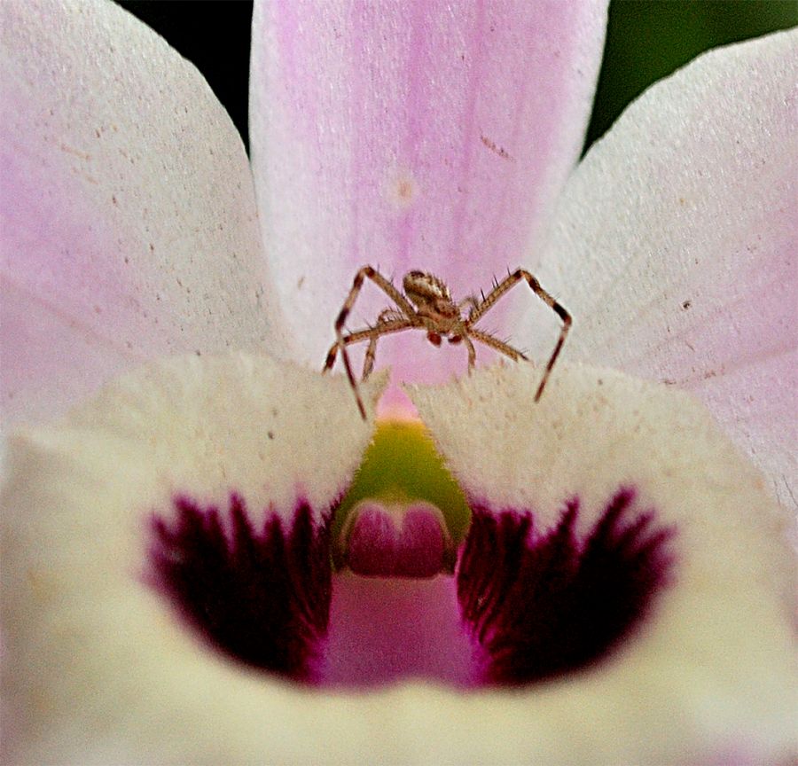 "la araa y la orquidea" de Solis Alba Iris