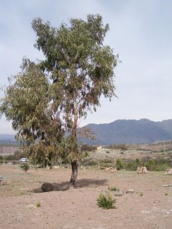 "A LOS PIES DEL MACIZO ANDINO" de Jose Alberto Vicente