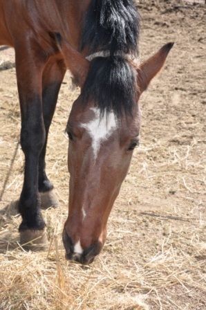 "CABALLO CRIOLLO (6)" de Jose Alberto Vicente