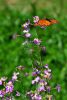 Naranja y lilas