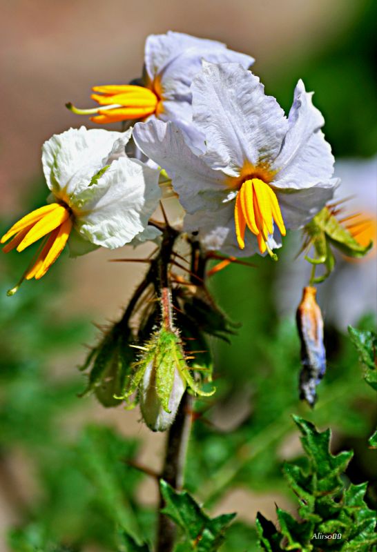 "De flores y espinas..." de Solis Alba Iris