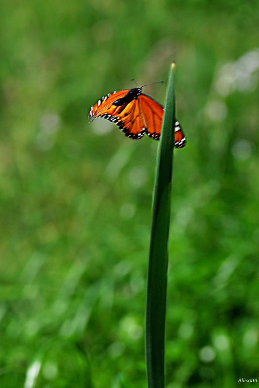 "Libertad..." de Solis Alba Iris