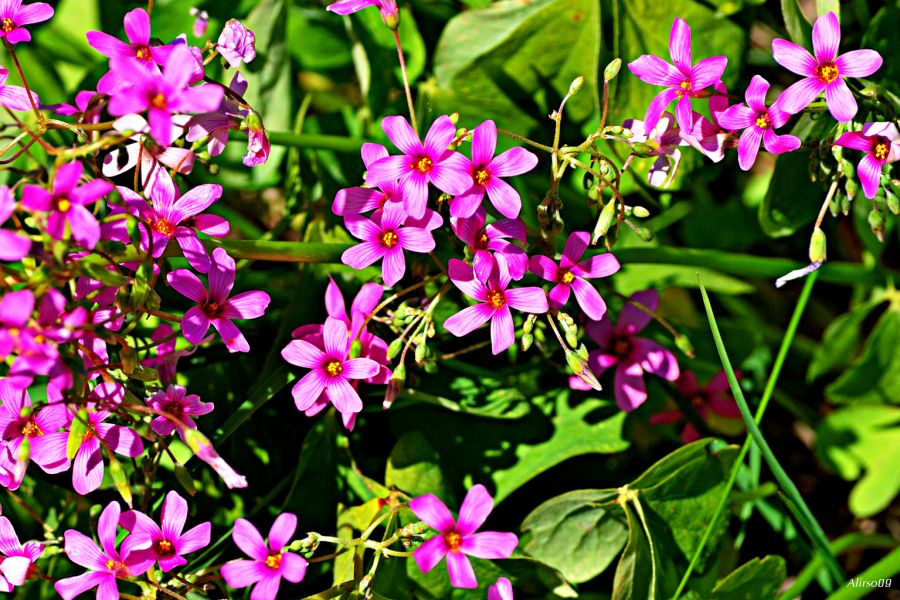 "Alfombra rosa" de Solis Alba Iris