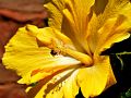 Libando de un hibiscus