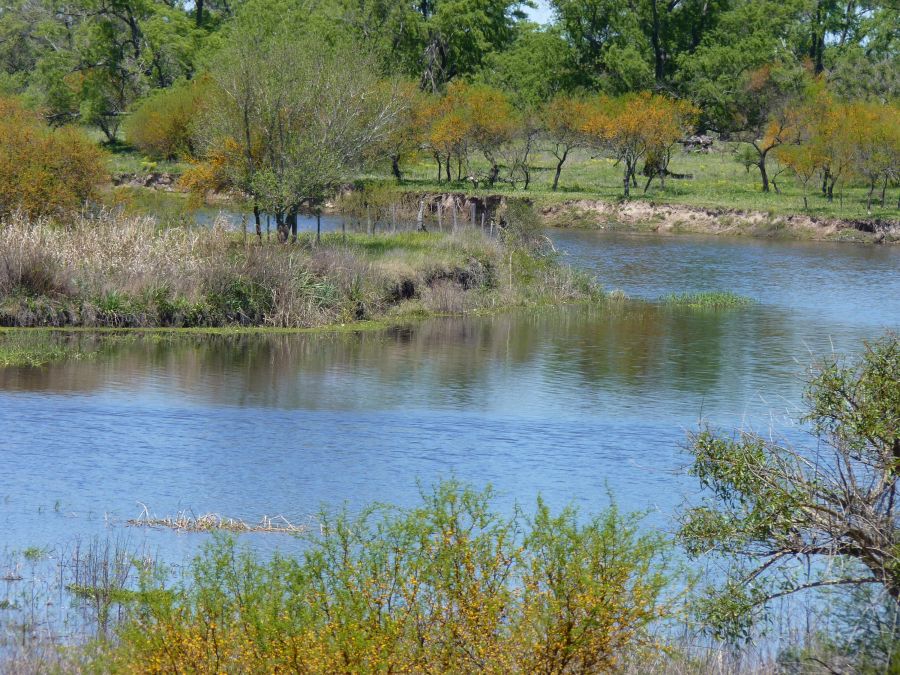 "el rio y los  aromos" de Noemi Gomez