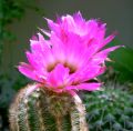 Cactus en flor