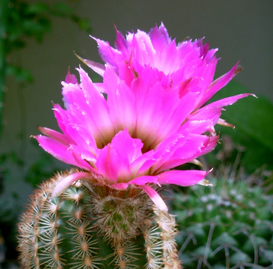 "Cactus en flor" de Jorge Berterretch