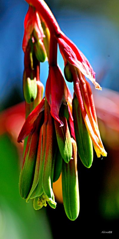 "Campanas en rojo y verde" de Solis Alba Iris