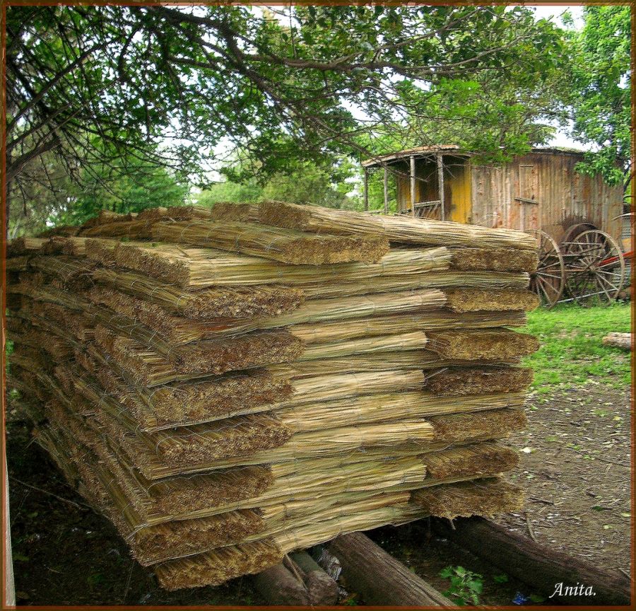 "Cosas del campo." de Ana Llaneras.