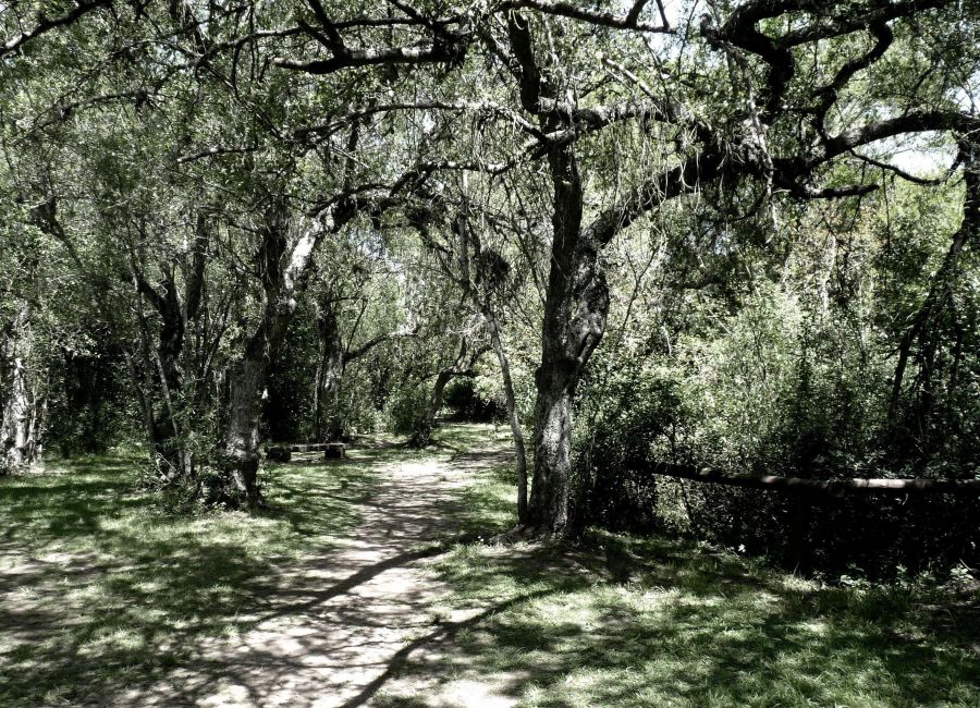 "descanso en el bosque" de Noemi Gomez