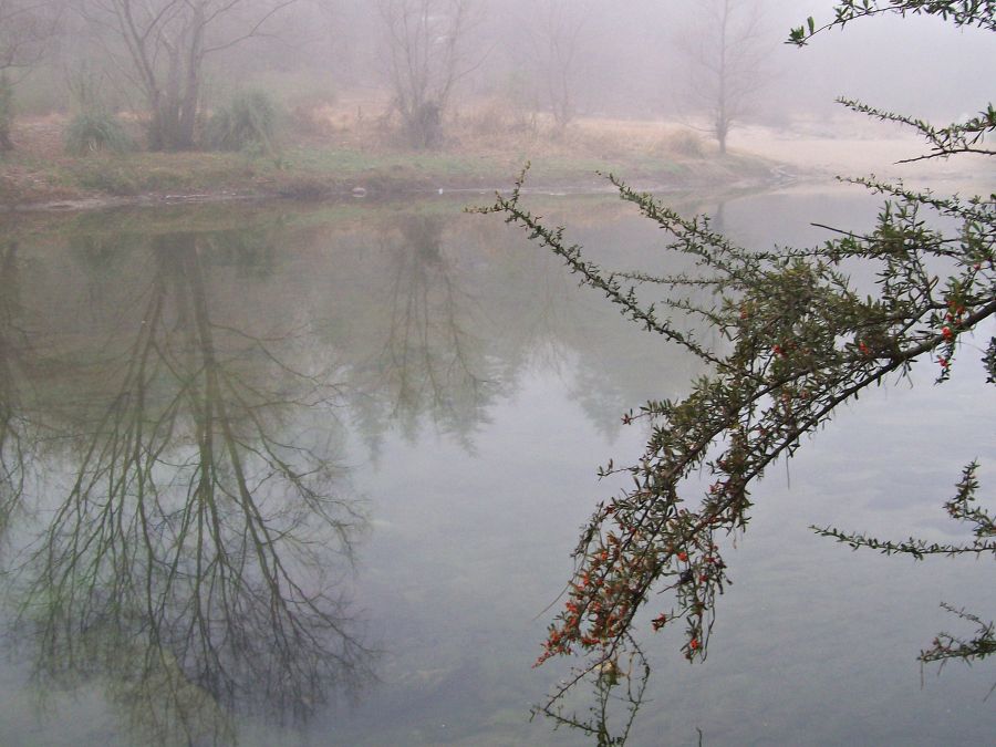 "Rama de grateu y niebla" de Martha A. Moreschi