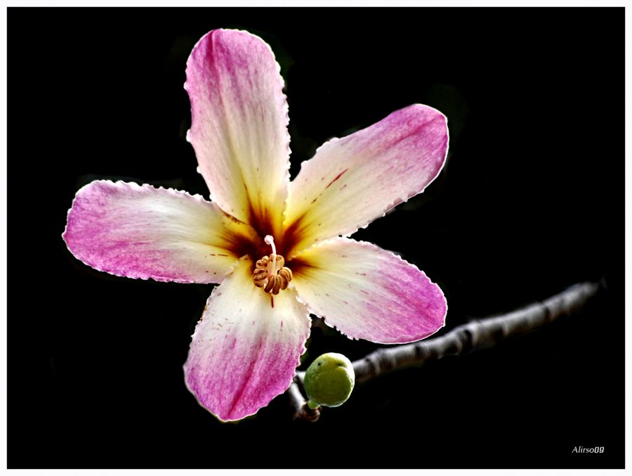 "Flor de Palo borracho" de Solis Alba Iris