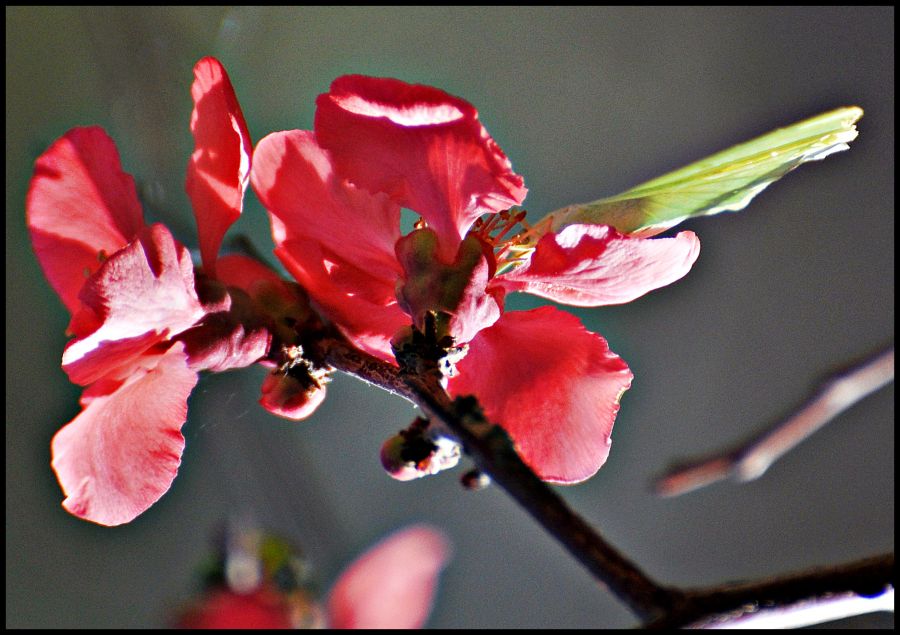 "Paisaje floral" de Martha A. Moreschi