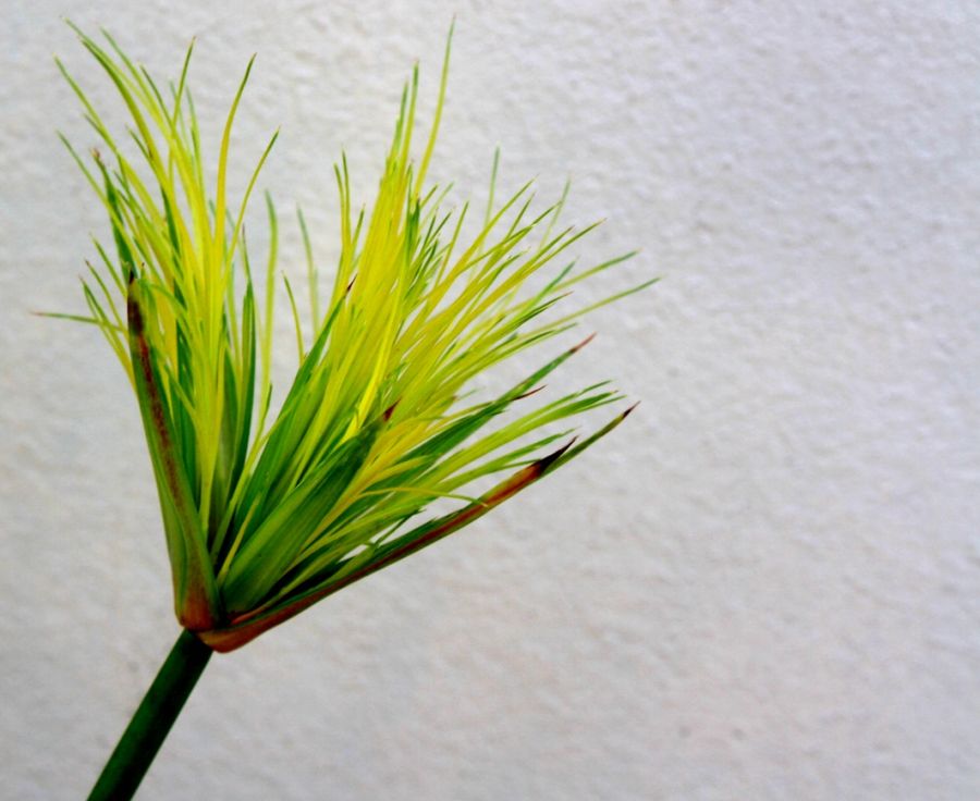 "Cyperus papyrus (Papiro)" de Carmen Nievas