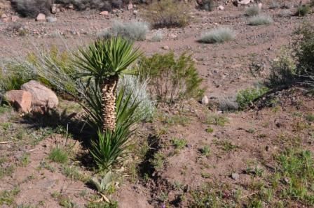 "NATURALEZA (10)" de Jose Alberto Vicente