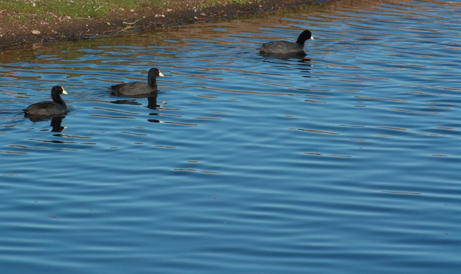 "Lago azul" de Carmen Nievas