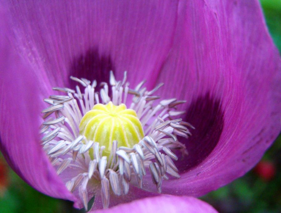 "amapola" de Claudia Vicchio