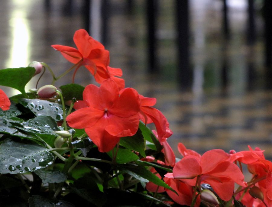 "Llueve por aca" de Susana Munay