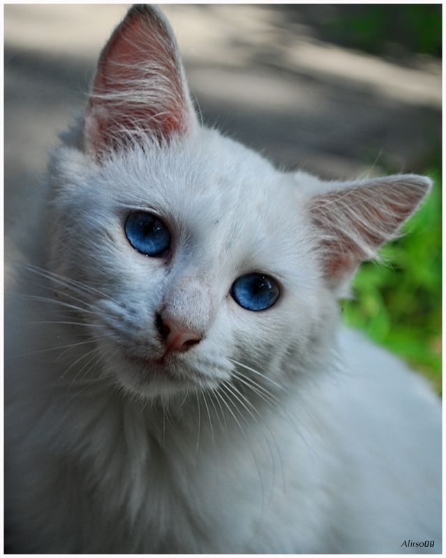 "mirada de cielo" de Solis Alba Iris