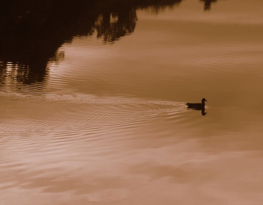 "reflejos" de Vale Valeria Vergara