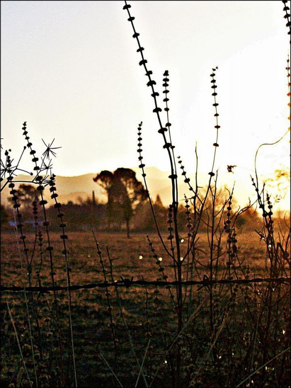 "Como gotas de sol" de Martha A. Moreschi