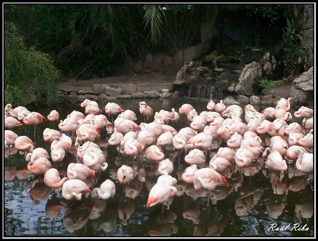 "lago de los cisnes" de Ral Riba