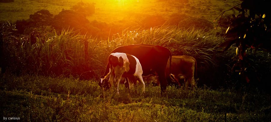 "Fim de tarde na fazenda..." de Orlando Carisio