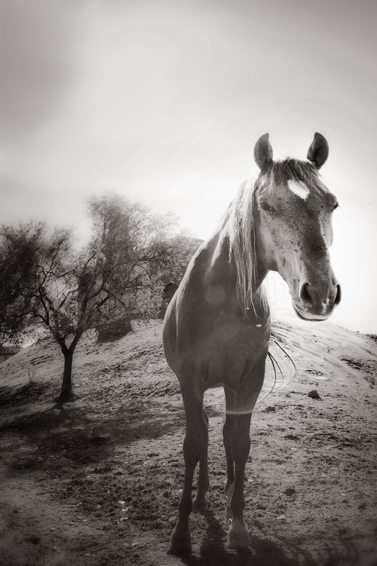 "caballo" de Miguel Vallinas Prieto