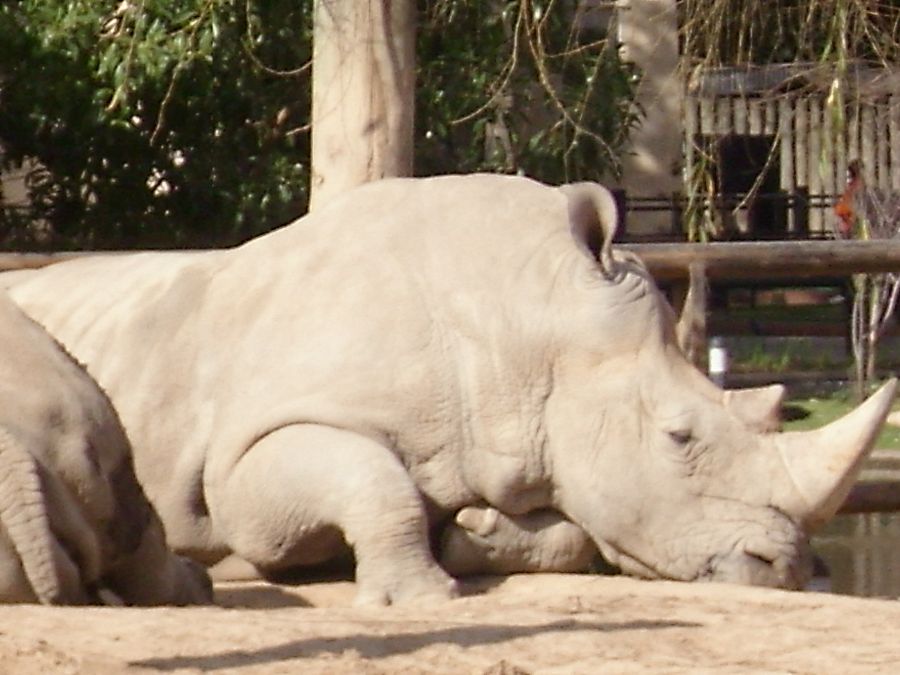 "rino" de Gabriel Catalano