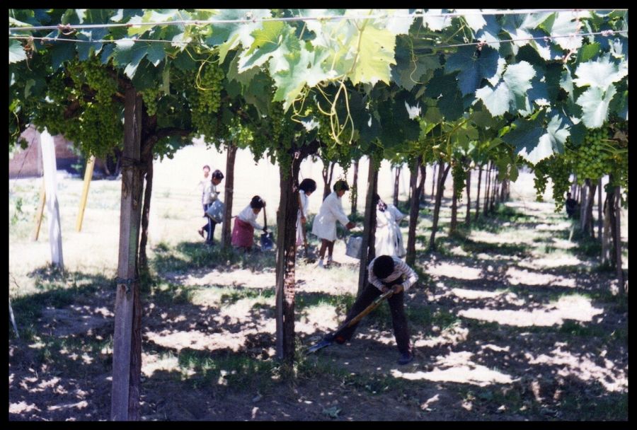 "Trabajando en la huerta" de Ral Riba