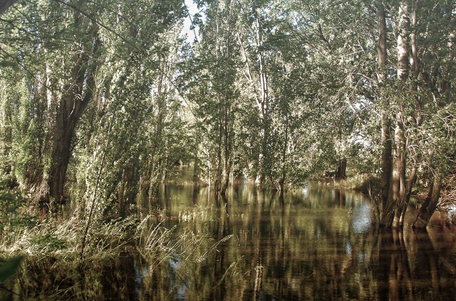 "`bosque`" de Jorge A. Cceres