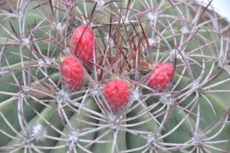 "CACTUS (6)" de Jose Alberto Vicente