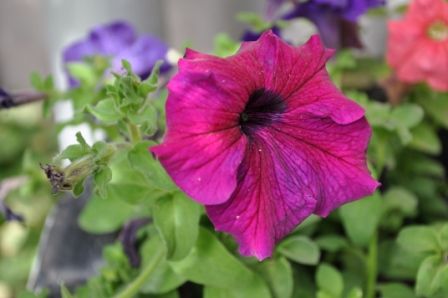 "PETUNIAS (1)" de Jose Alberto Vicente