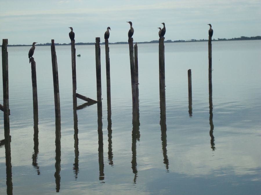 "chascomus" de Carlos Goverchesky