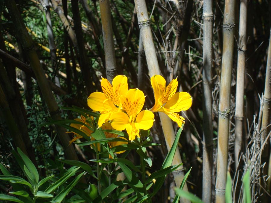 "flor del sur" de Carlos Goverchesky