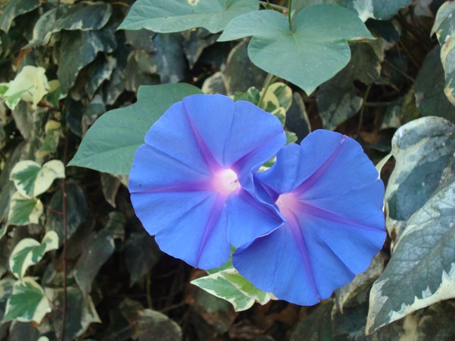 "la flor azul" de Carlos Goverchesky