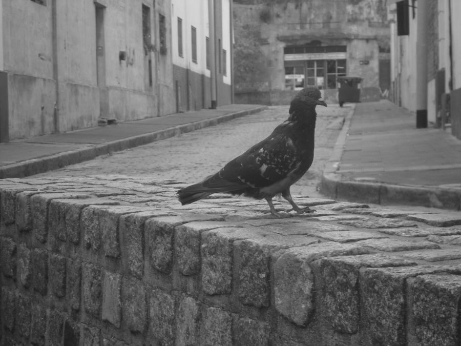 "barrio I" de Carlos Goverchesky