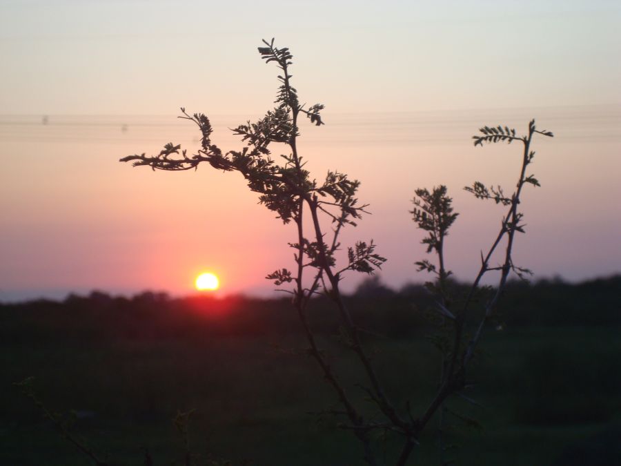 "chau sol" de Carlos Goverchesky