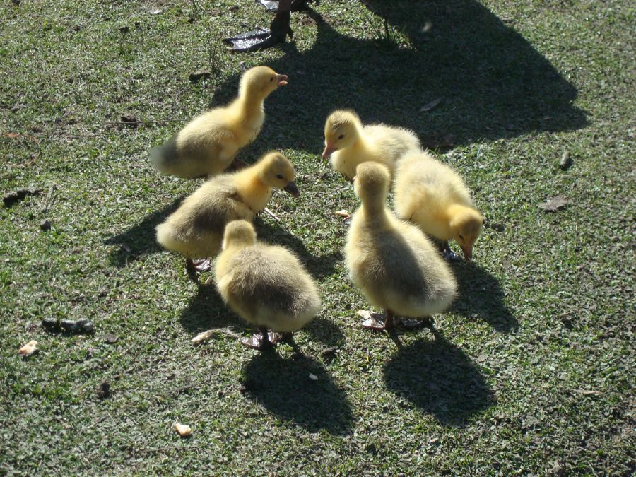 "todos los patitos . . ." de Carlos Goverchesky