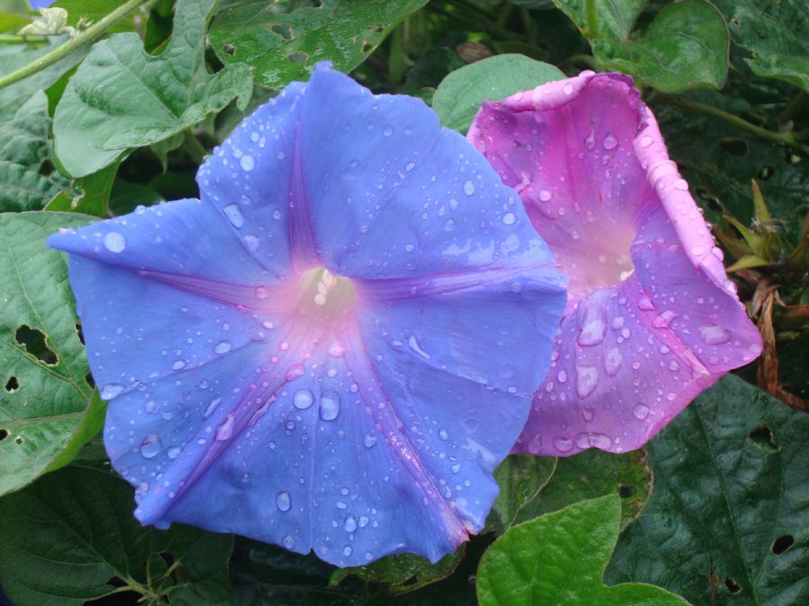 "flor y lluvia 1" de Carlos Goverchesky