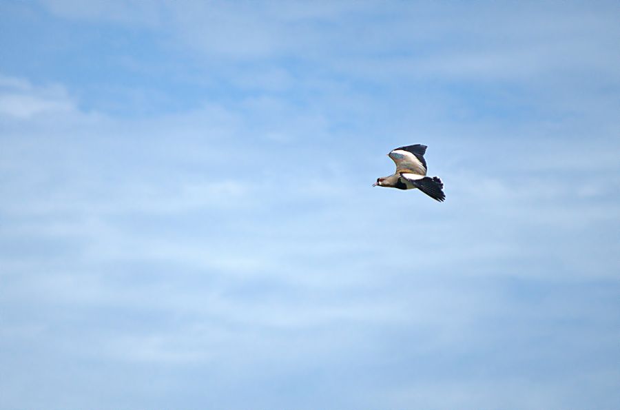 "El vuelo del Tero II" de Solis Alba Iris