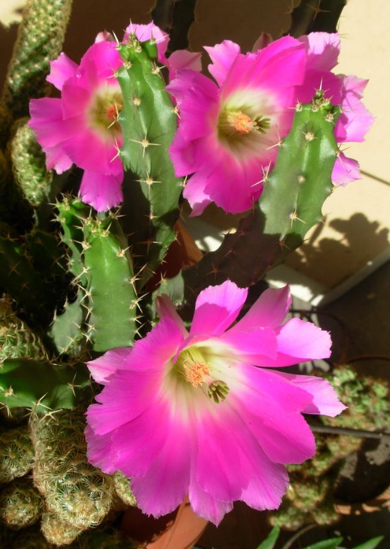 "Cactus en flor" de Jorge Berterretch