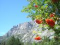 flores en bariloche 3