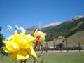 flores en bariloche 4