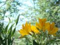 flores en bariloche 5