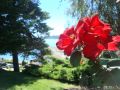 flores en bariloche 6