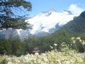 flores en bariloche 8