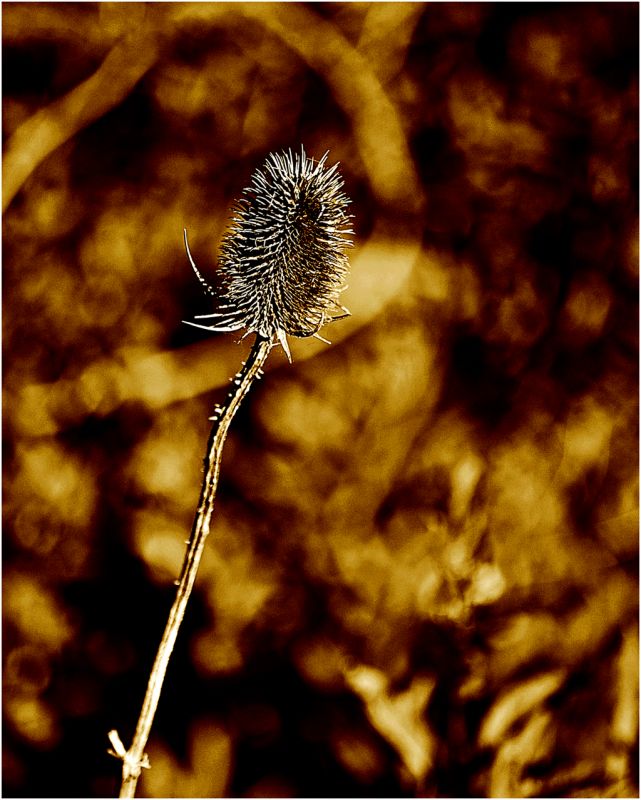 "Cardo en sepia" de Solis Alba Iris