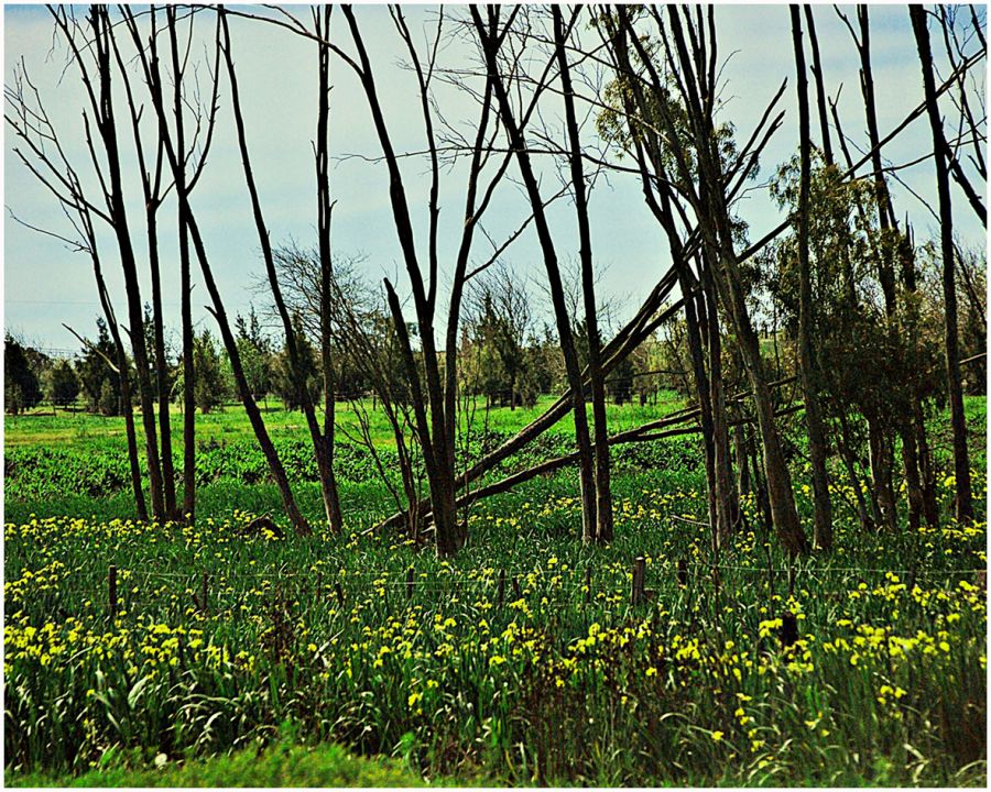 "Arbol caido" de Solis Alba Iris