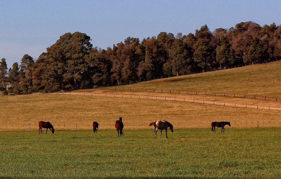 "Caballos" de Stella Maris Kippke